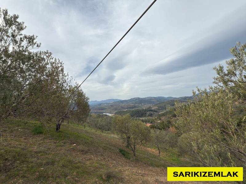 Havran Hallaçlar Mah`daZeytinlik. - 19